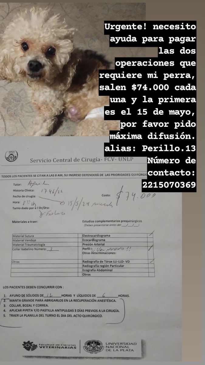 URGENTE! pido ayuda para operar a mi perra en la Facultad Veterinaria de La Plata, cada operación me sale 74mil pesos y se me hace imposible porque estoy sin trabajo, por favor RT.