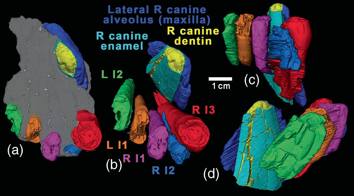 New fossil find reveals Homotherium, a global Pleistocene predator, along Gulf of Mexico coast. Discovery on McFaddin Beach, TX sheds light on ancient community dynamics. High-res CT scans unveil crucial details despite marine erosion. Moretti et al.: doi.org/10.1002/ar.254…