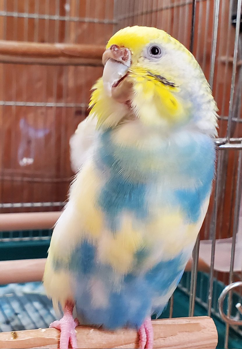 おなかの魅力🐥🥰
#セキセイインコ
#可愛いおなかを見せて