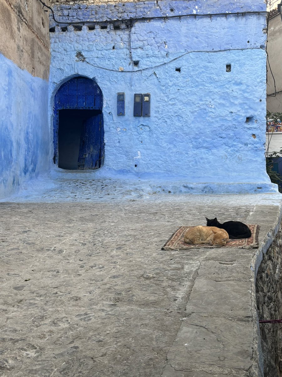 Cos’hai fotografato in Marocco, gattini