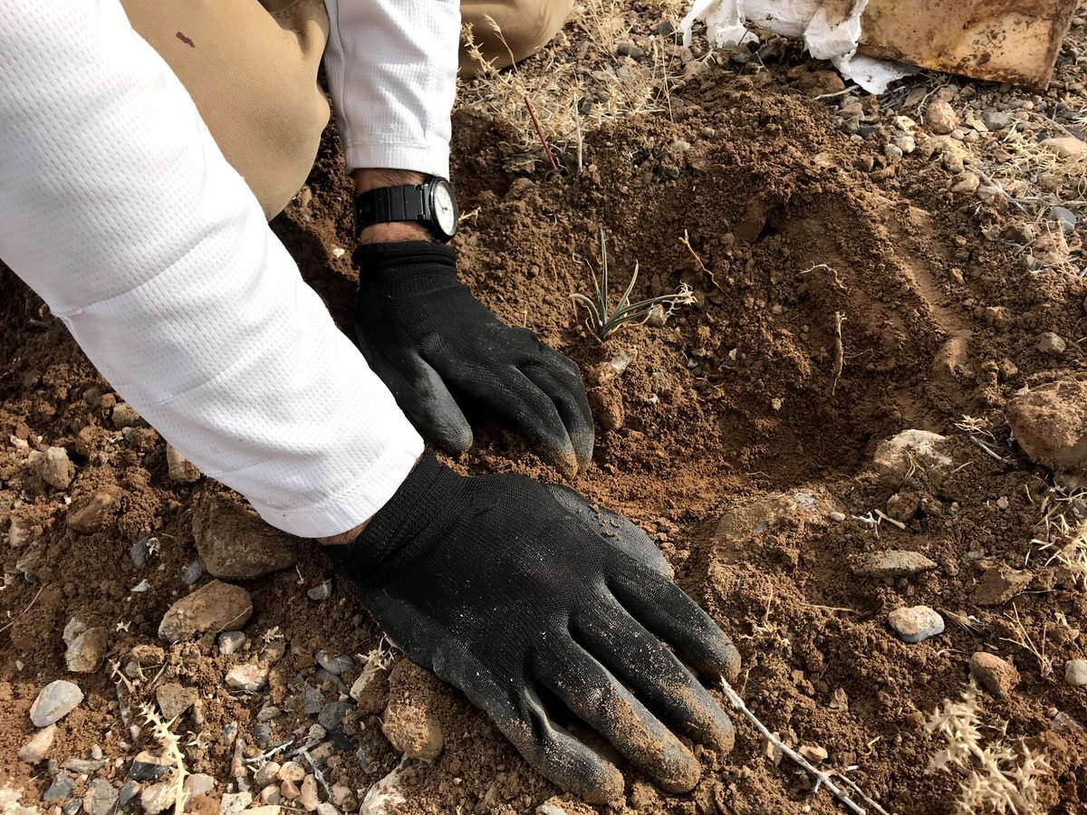 🌱 Help Mother Nature this Mother’s Day! Join us to plant 2,000 saplings at Cathedral Rock Picnic Area. Choose between morning or afternoon sessions. Registration required. Visit gomtcharleston.com/event-calendar/ to register.  #MotherNatureLove 🌞🌲