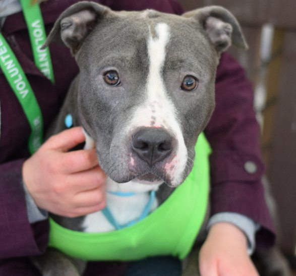 Wendy💔 Kill listed for 4/27 #NYCACC Shall we look for their reason?🙄 Kennel stress & untreated dermal masses on her head Well who's fault is this Wendy is all about snuggles, treats & walks She can be shy, for a bit But she is very sweet Another good dog #AdoptME #RescueMe
