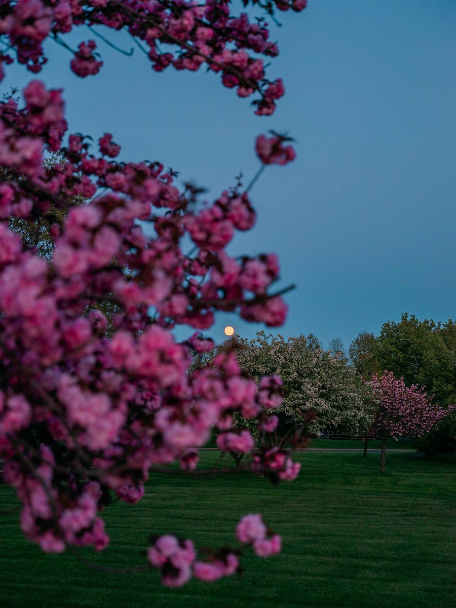 Full moon. Full bloom 🌸 🌝