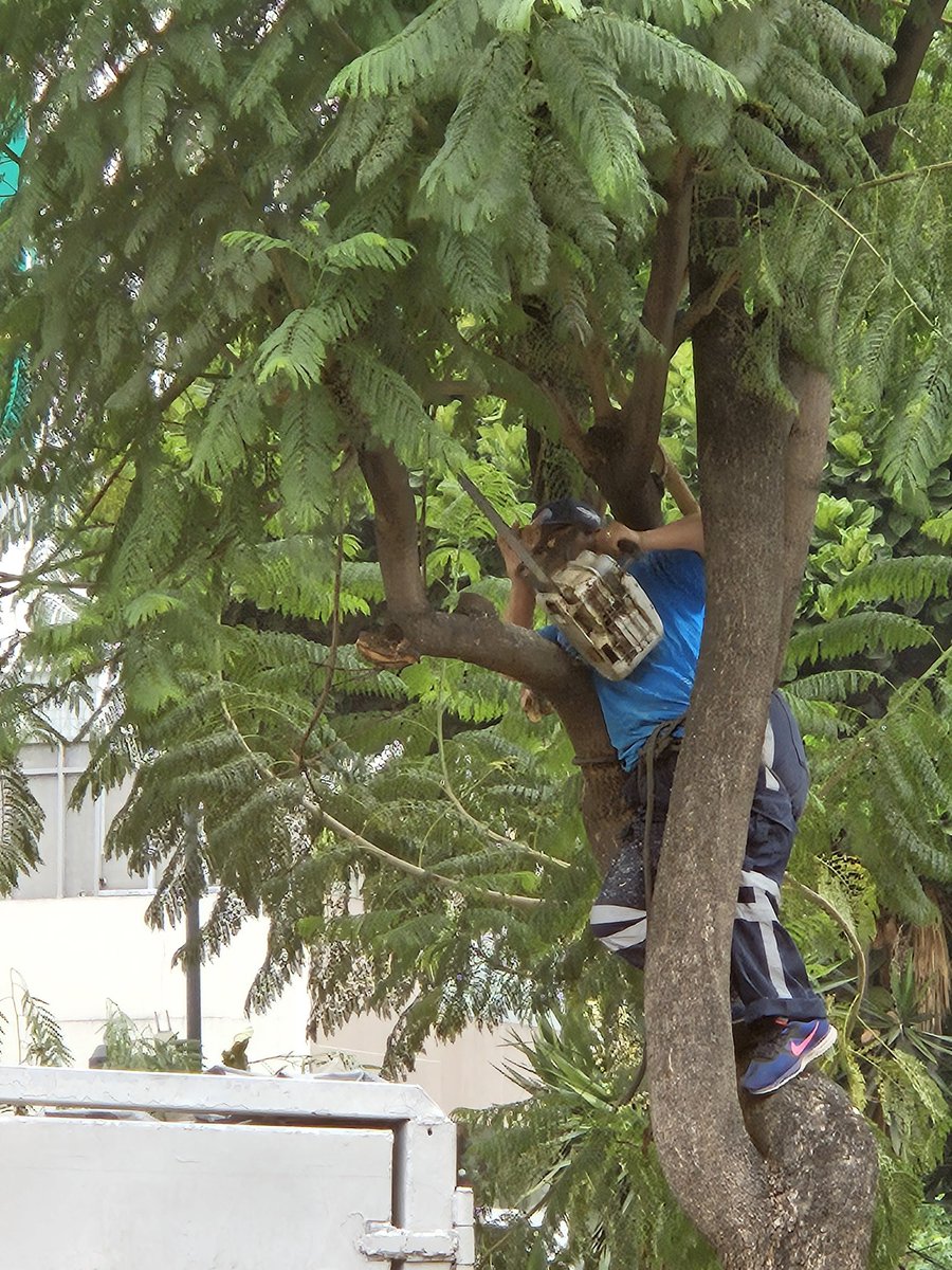 Buenas las tengan porqué están podando estos árboles si están sanos, Glorieta de Masaeik @AlcaldiaMHmx @BlindarMH @mauriciotabe @UCS_GCDMX