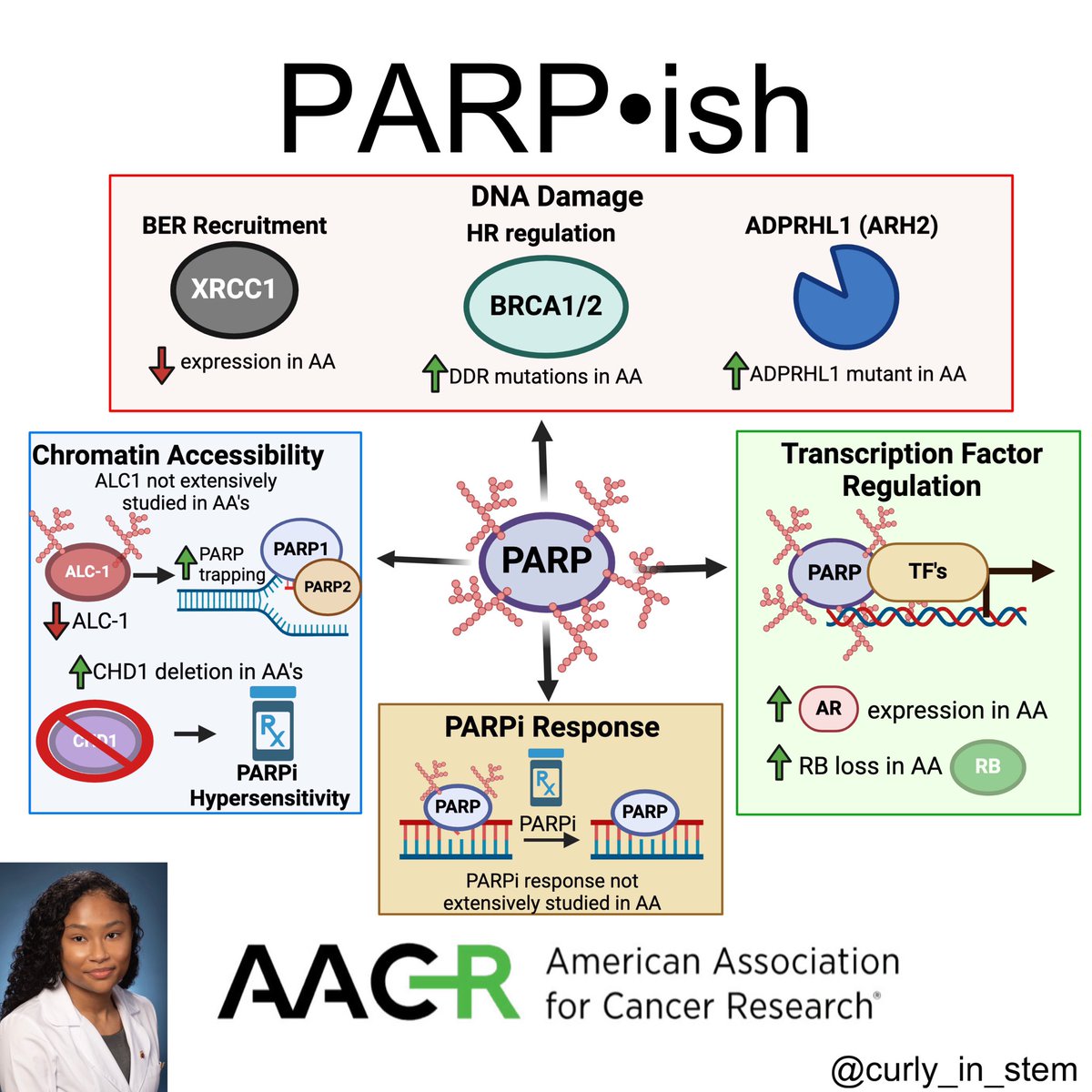 Checkout my new #reviewarticle, PARP-ish, focused on better understanding the role of #parpinhibitors on the #racialdisparity in #prostatecancer —> 
aacrjournals.org/cancerres/arti…