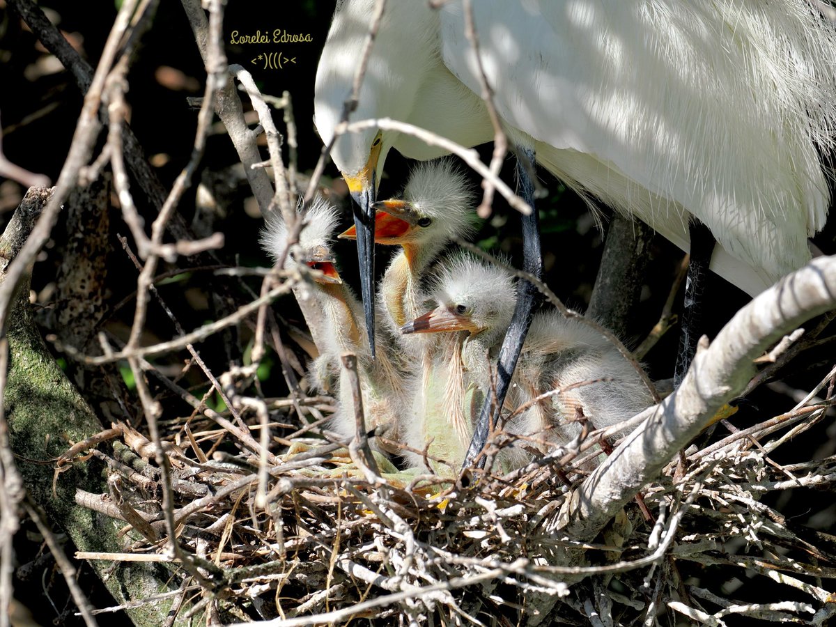 #3sDay 
Three hungry snowy egret babies with mama