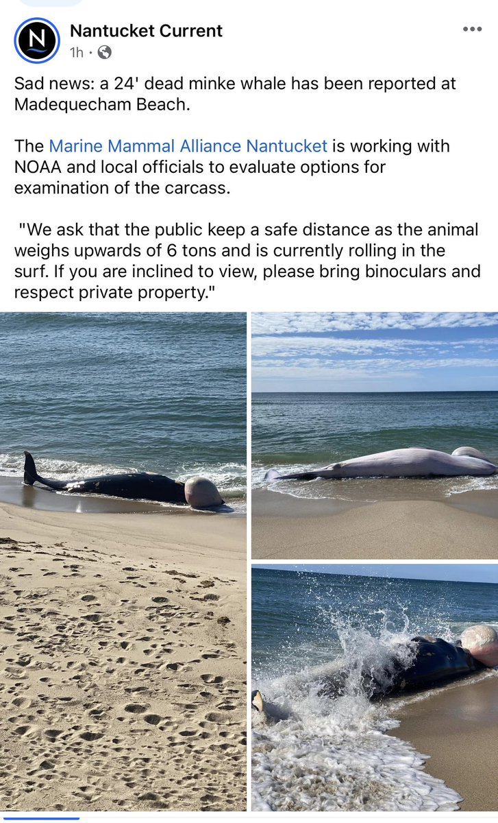 Another dead whale

According to NOAA (the agency exempting OSW companies from complying with the Marine Mammal Protection Act), only 1 in 3 dead whales ever wash ashore.
@mtkblb @CleanOcean @saveLBIorg @DefendBrig @Congressman_JVD @robertwrand @realDonaldJNews @JesseBWatters