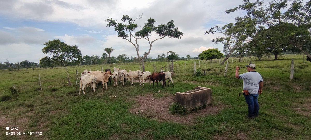 #construyendoganadería la tecnología también afecta de forma positiva a la ganadería, ya que muchos ganaderos venden sus animales solo con enviar un vídeo a los posibles clientes @Fedegan @jflafaurie @FacatativaPl @cucutapasiongan @FedeganSoata @GarzonLocal