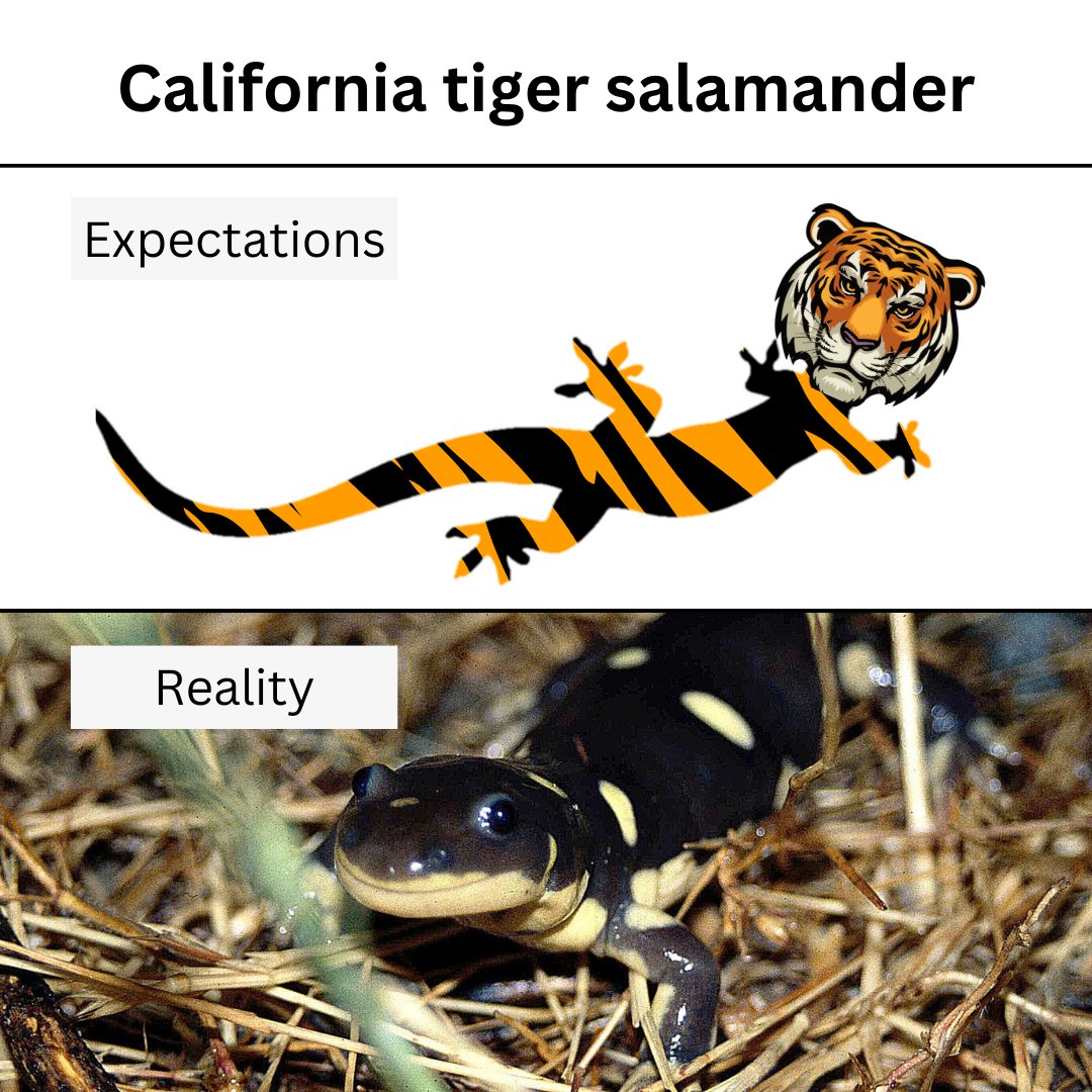 What’s in a name? Although born in a vernal pool, California tiger salamanders spend most of their lives underground. When their aquatic home starts to dry out, they begin metamorphosis: growing legs, absorbing gills, and earning their spots! 📷Michael Van Hattem/USFWS