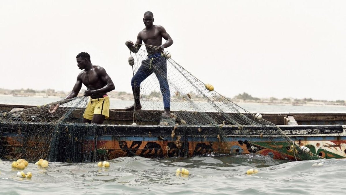 La raréfaction des sardinelles au Sénégal inquiète les acteurs de la pêche rfi.my/AY9I.x