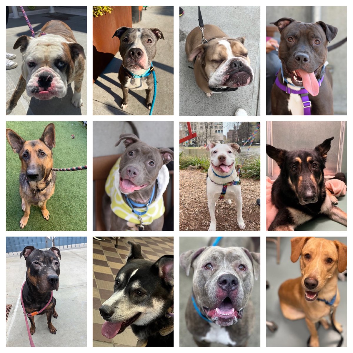 23 dogs are on NYCACC's Saturday TBK list, with 12 new additions - plus DELISTED Spoony, Besona, Gracie and Hope who are down to their final hours alive. Please help us help them: repost/share and pledge where you're able, email keitholbermanndogs@gmail.com for assistance. Posts…