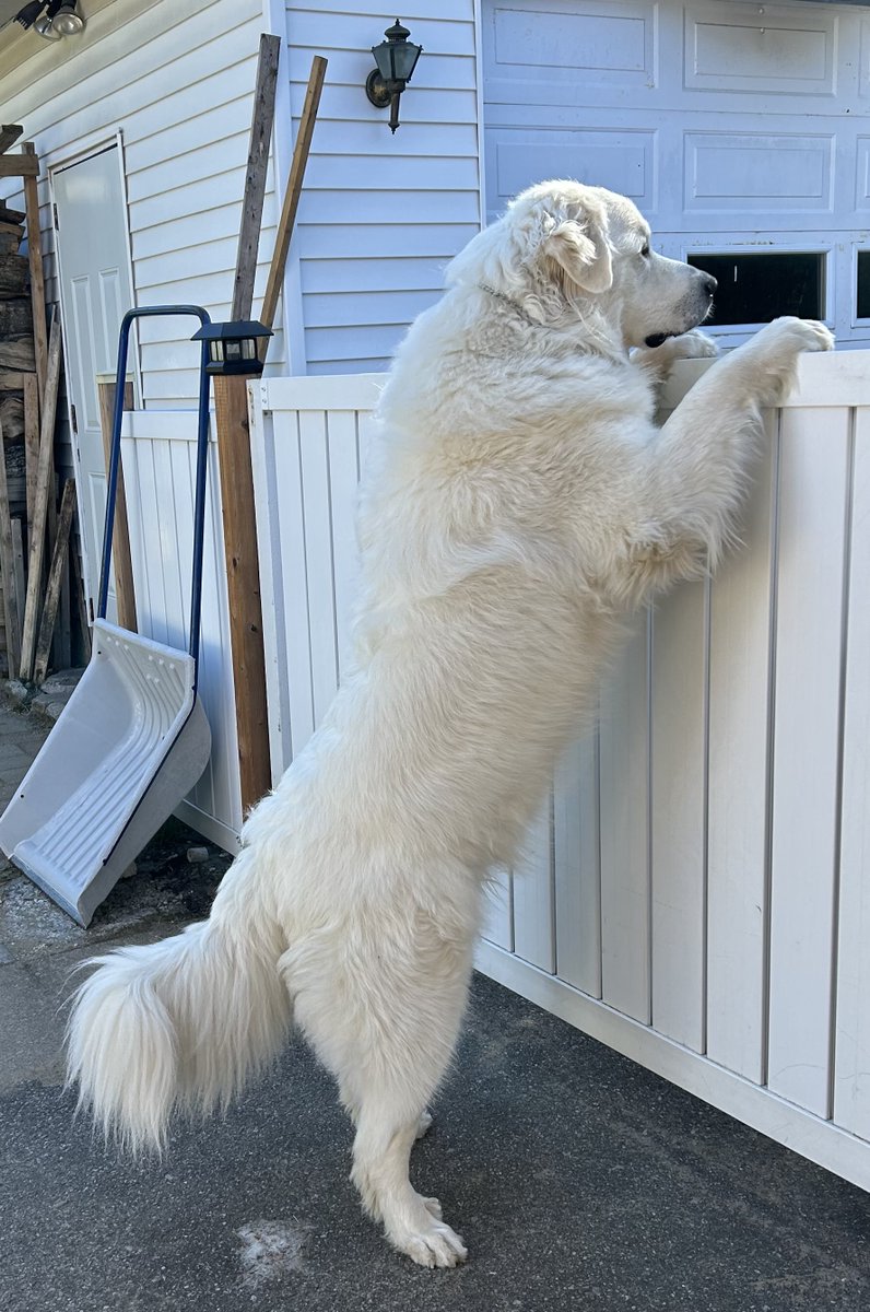 slushidou's tweet photo. Slush Montagne des Pyrénées, alias Slushidou -Zéfire : " Mamaaan !!😮 Adèle est dehors, chpeux aller la voir?? ''😊 #Slushidou #SlushMontagnedesPyrénées #montagnedespyrenees #chien #dog #greatpyrenees #グレートピレニーズ #patou #instadog #dogphoto #dogs #dogsofcanada #dogfriends https://t.co/PA5ec1MjLE