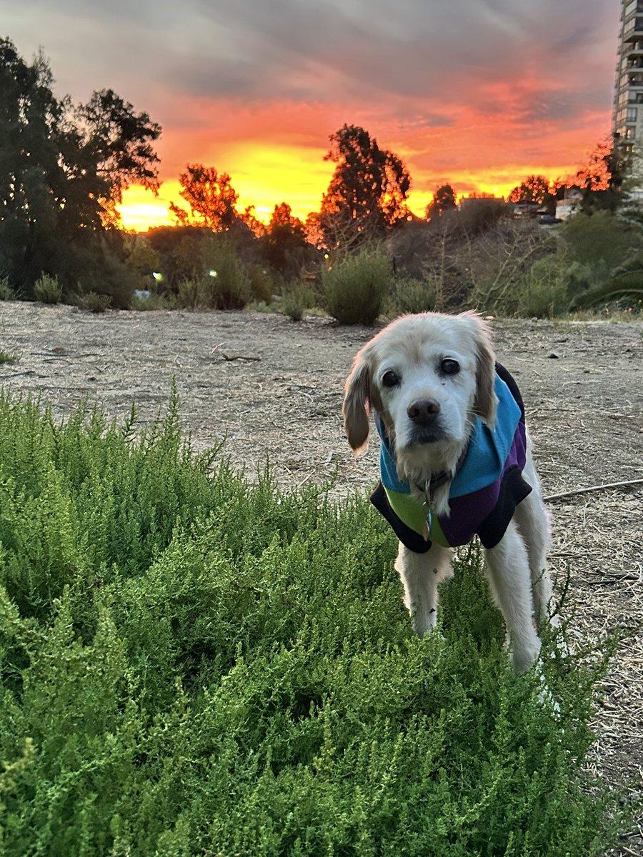 Cachensen! 🥰 #blanquimaria #seniordog #AlzheimerDog