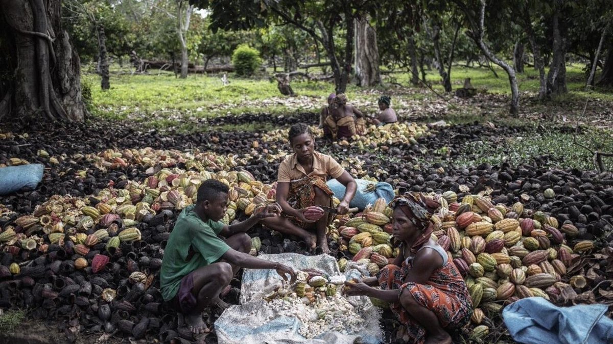 Madagascar: la logistique joue les trouble-fête dans la filière cacao rfi.my/AY9O.x