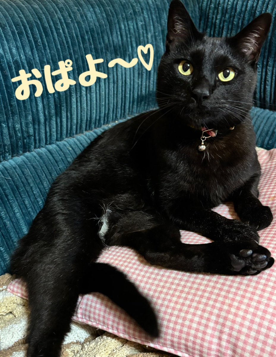 今日は凪介が朝のお知らせをします♥️今日はよい風呂の日だそうです🙂日本入浴協会が「日本入浴協会・よい風呂の日」として制定♨️2022年に認定🛁日本では元々「蒸し風呂」が主流で「行水」と融合して出来たとされ今の入浴方法は江戸時代かららしい…🧐
  #猫好き
 #猫のいる幸せ
 #よい風呂の日