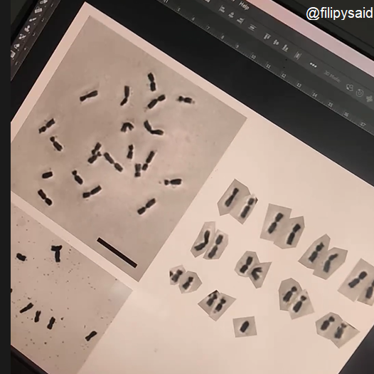 filipysaid's tweet photo. Spending the day enjoying the fun of assembling corn #karyotypes.  #maize https://t.co/jIw4Rie9Dt