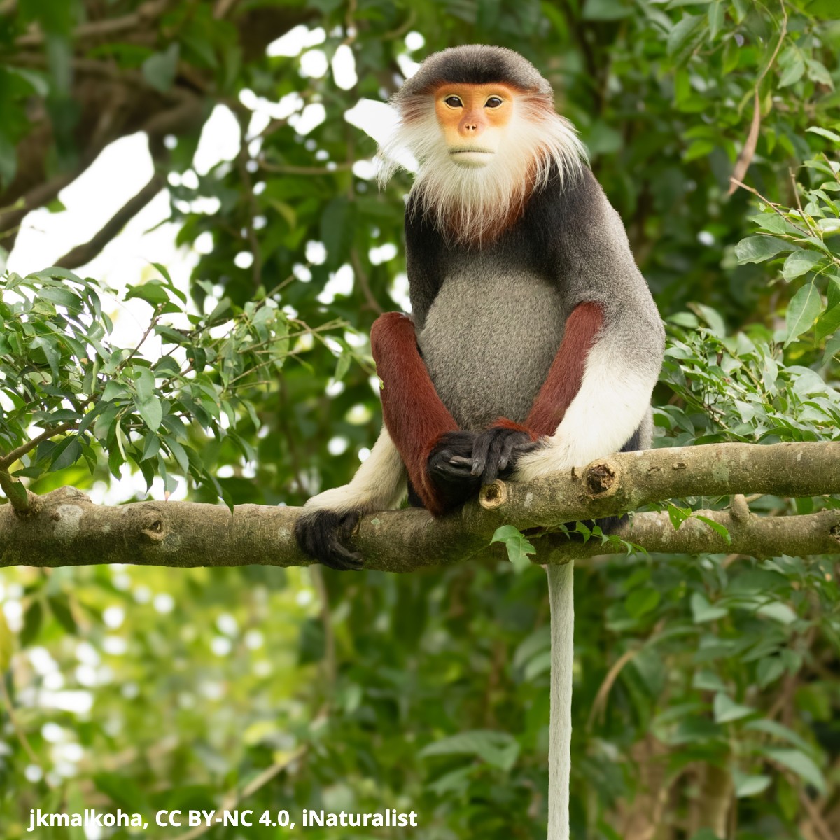 Have you ever seen the red-shanked douc? The markings on this fashionable primate’s legs resemble bright red trousers! This monkey is a picky eater that closely inspects food, such as fruit & leaves, before consumption. It prefers unripe fruit and young leaves.