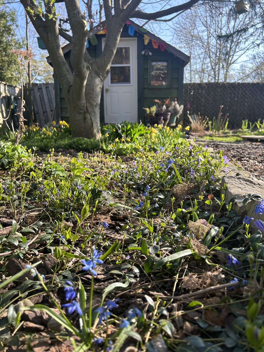 Blue and yellow in my garden today — daffodils and squill. It’s early spring here, with tulips and magnolia still a week or two away.