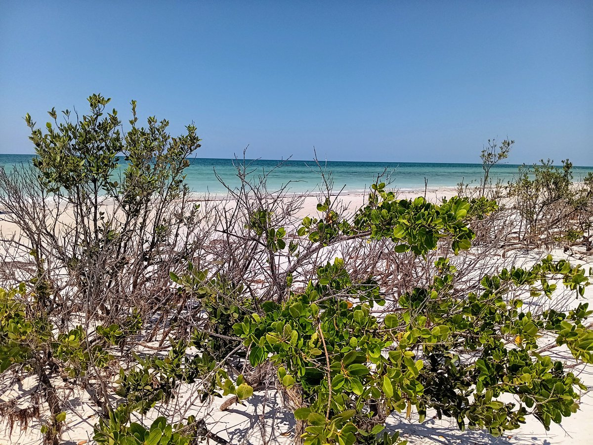 Just 19 pieces of Litter removed from Honeymoon Island🏝today... not including these pair of shoes, in case The 'Dude' returns😎