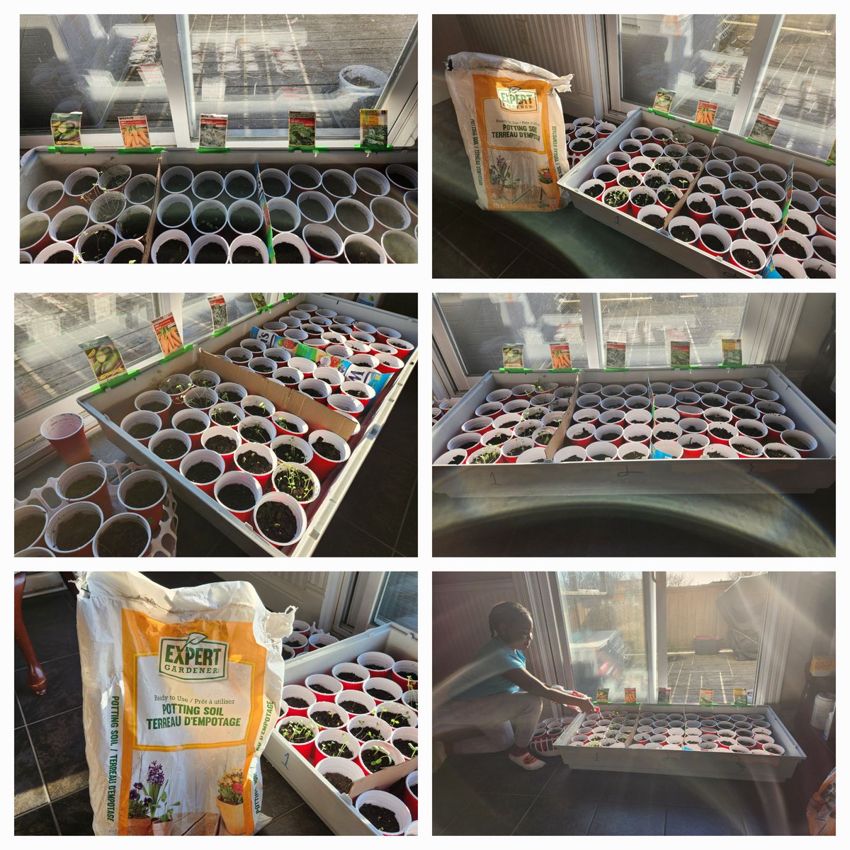 DaddyTry1's tweet photo. Once a farmer, always a farmer ... never let the weather deter you from pursuing your passion... indoor nursery  up and running, awaiting for the seeds to germinate and the  temperatures to rise slightly #farmerschallenge https://t.co/hHnmeKPS3k