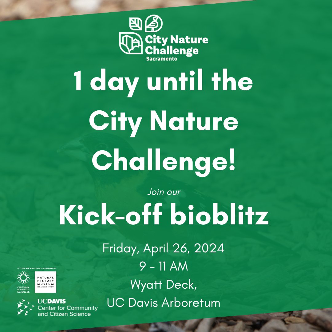 City Nature Challenge Sacramento (@cncsacramento) on Twitter photo The @citnatchallenge starts TOMORROW! Find us at the <a href="/UCD_Arboretum/">UC Davis Arboretum and Public Garden</a> Wyatt Deck at 9 AM to learn how to use <a href="/inaturalist/">iNaturalist</a> & look for wildlife. More info about this & other events during the weekend: cncsacramento.square.site The @citnatchallenge starts TOMORROW! Find us at the <a href="/UCD_Arboretum/">UC Davis Arboretum and Public Garden</a> Wyatt Deck at 9 AM to learn how to use <a href="/inaturalist/">iNaturalist</a> & look for wildlife. More info about this & other events during the weekend: cncsacramento.square.site