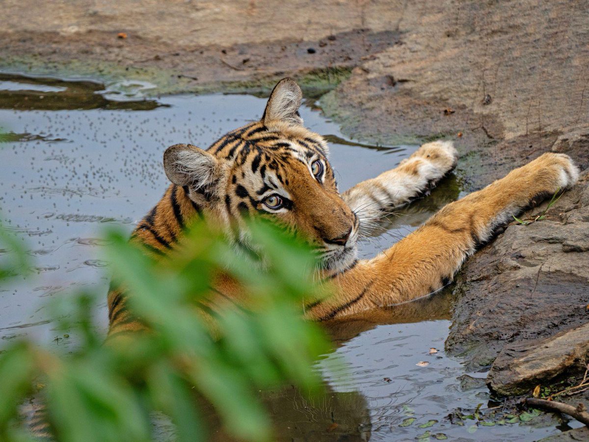 🔥 Tigress chilling in a jungle stream on a hot summer afternoon. Mudumalai Tiger Reserve, Tamil Nadu, India.