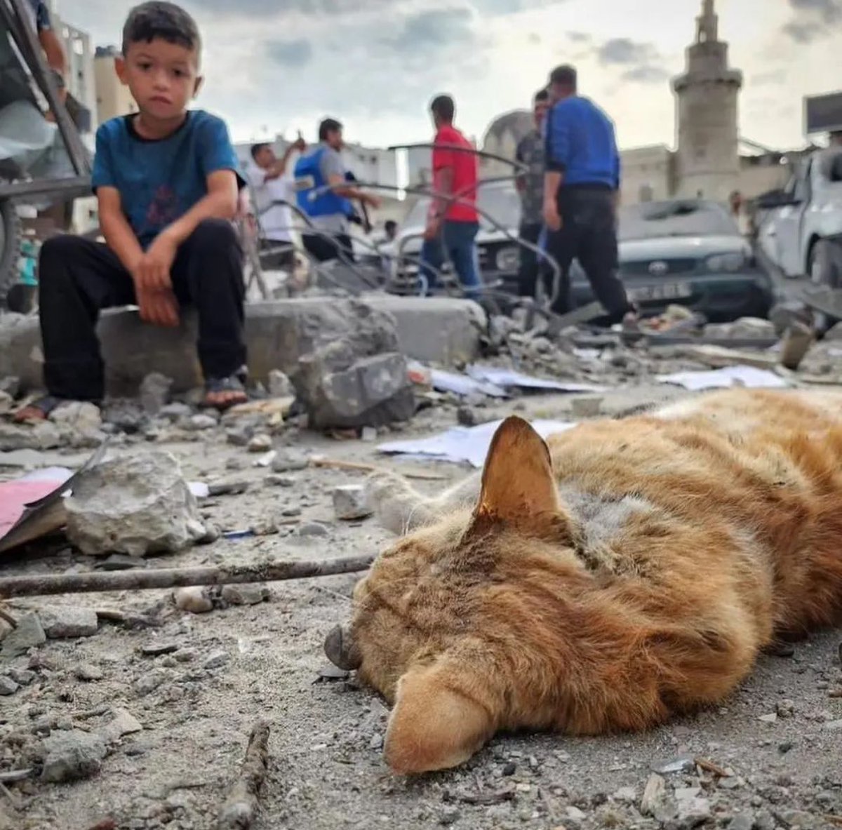 Too much innocents have lost their souls for no reason but just because they live in Gaza, tons of animals are suffering but no one talk about them, even aid entities don't include helping gaza animals whom are innocent souls too, gaza animals are on pain and they deserve our…
