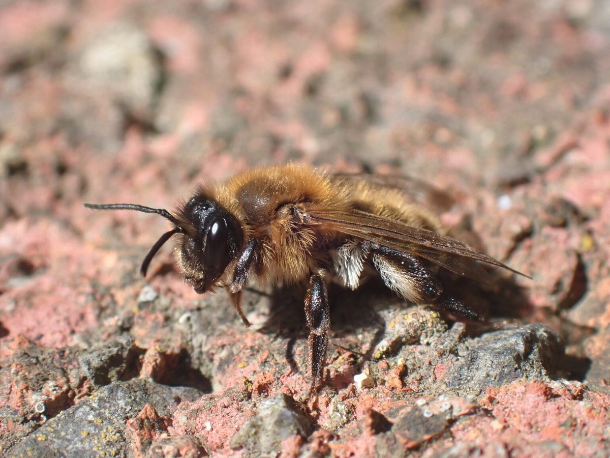 It sounds like the best job in the insect world. It’s the chocolate mining bee, and it's one of 72 bee species recorded in the North East during a major @NENature_ science project. @hendrover's buzzing about it: theqt.online/buzzing-for-th…