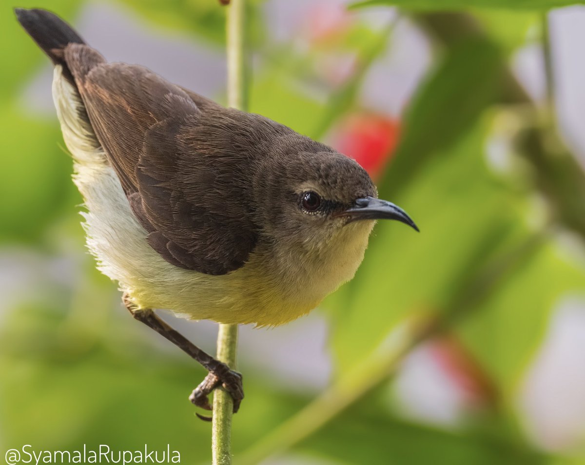 #indiaves #ThePhotoHour #BirdsOfTwitter #TwitterNatureCommunity #wildplanet #wildlife #BBCWildlifePOTD  #BirdsSeenIn2024 #NatureIn_Focus #birdtwitter #birds #natgeoindia Purple-rumped Sunbird