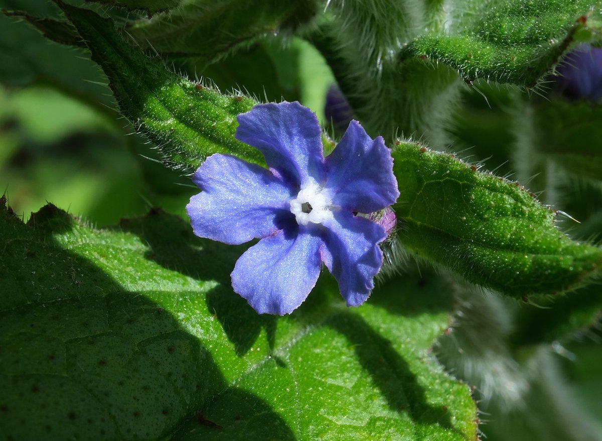 First Green alkanet of the season #wildflowers