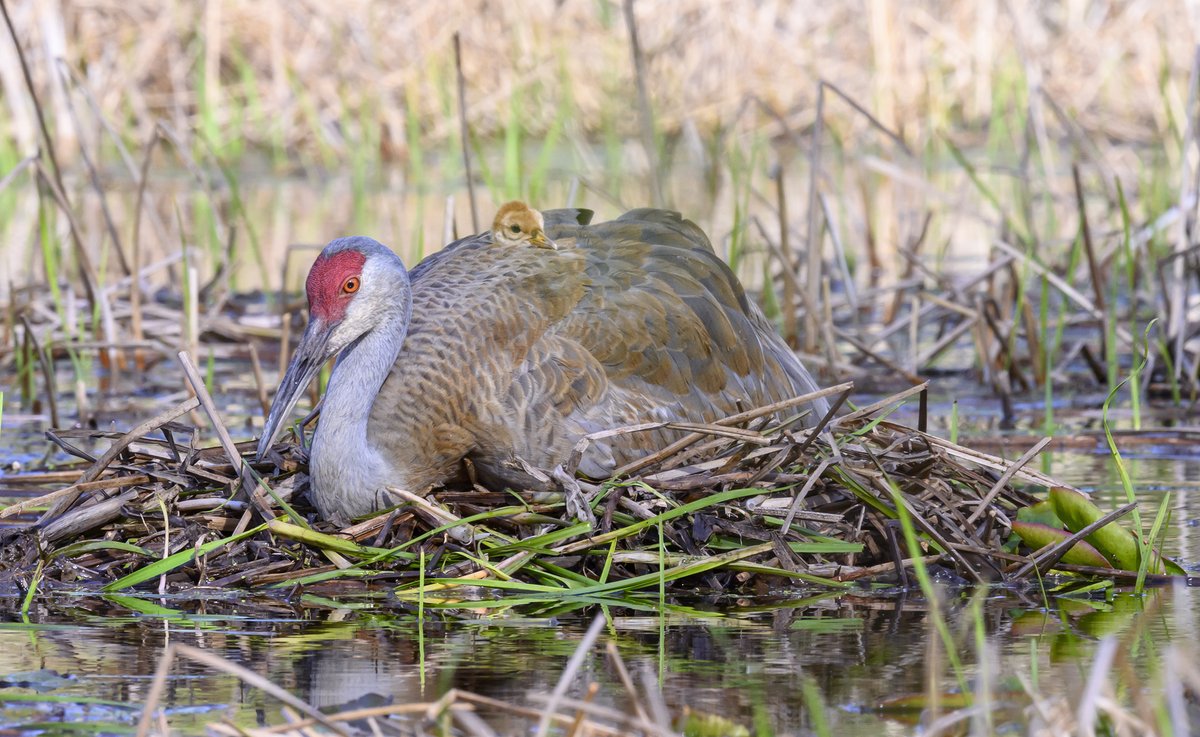 With one egg in the nest, Sandhill Cranes swap nest sitting duties with one parent about to leave and another about to egg sit. Once the Dad gets situated, the day-old colt snuggles in and gets nice and cozy.