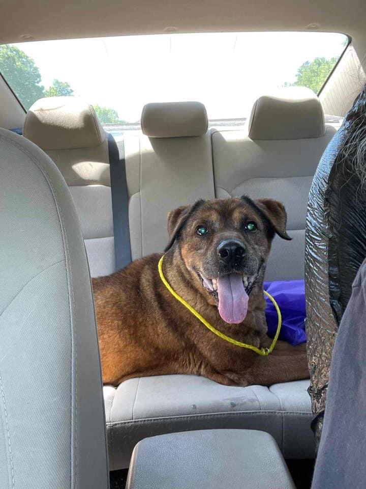 Sweet senior Jake has been rescued! 
Thank you to Safe Haven Almost Home Rescue!  

He is having trouble walking & needs vet care. He also has a bad cough ❤️‍🩹

You can donate to Jake’s care via PayPal 
Fallindeeper9135@aim.com, 
Venmo: fallindeeper9135, 
Cashapp: $ElizabethVacirca