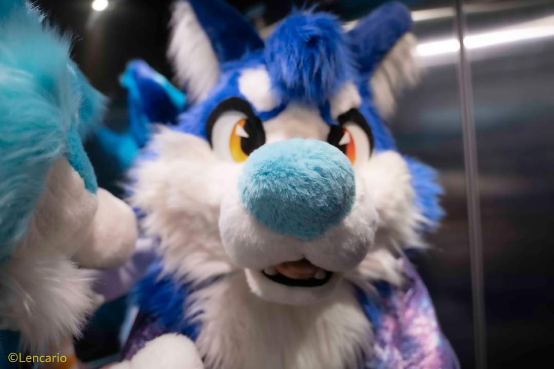 Lencario's tweet photo. *sniffs*

#FursuitFriday with @Calabee_88 back in #Furum2023 https://t.co/O993uOUw0H