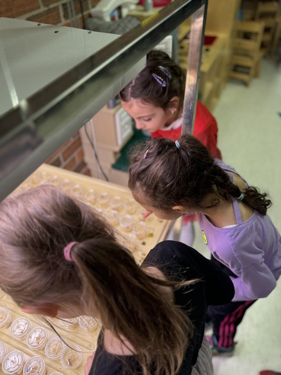 There are some new little friends over here in kindergarten. 🐛🦋 
Our class is very excited to welcome some caterpillars to room 8. We can’t wait to watch them grow and turn into beautiful butterfly’s 🔍. 
<a href="/DHSBains/">DHSBains</a>