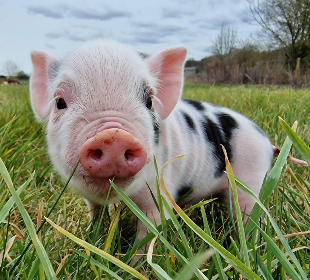 Piglets are due this week! Our Blossom is currently preparing to welcome her litter, and you can watch all the action on our website and Twitch and YouTube channels! #micropigs #piglets #animalbabies #awardwinning #animalattraction #daysout