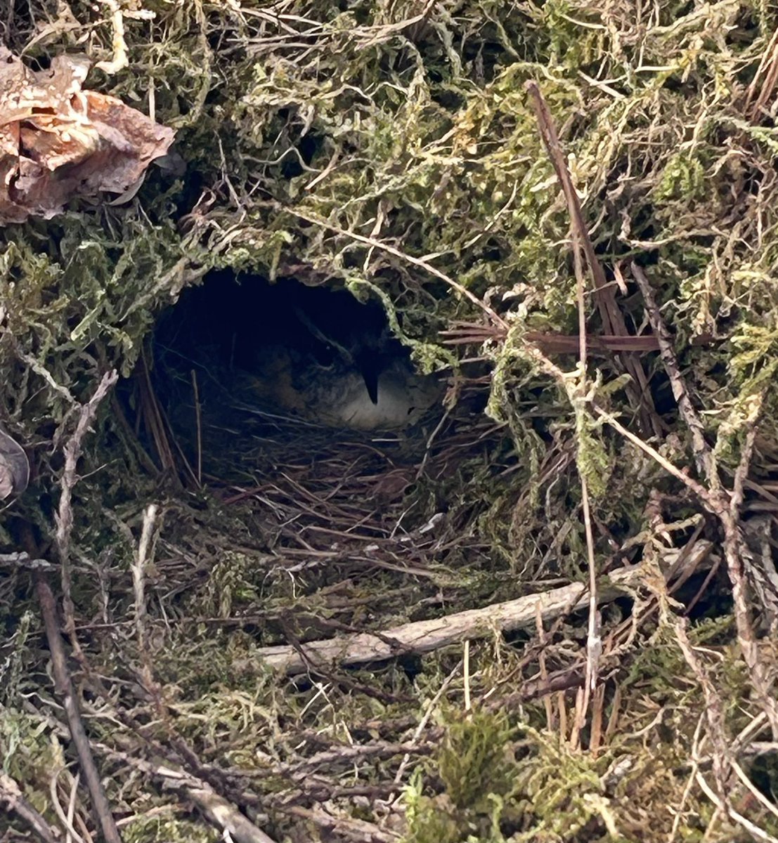 #Birds are so smart. Look inside this #nest in my front #flower box . Ma #Carolina #Wren incubating her eggs this afternoon. Total cuteness I tell you. #birdwatching #birders #nesting #spring #nature