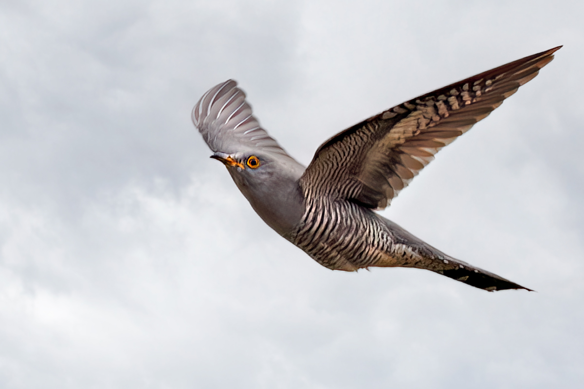 Derek Lees (@derek_lees) on Twitter photo Cuckoo (Cuculus canorus) Taken on Cannock Chase, Staffordshire, UK 25/04/2024 #Cuckoo
<a href="/Staffsbirdnews/">Staffs Bird News</a>
@WestMidsBirding
<a href="/WestMidBirdClub/">West Midland Bird Club</a>
<a href="/BirdGuides/">BirdGuides</a>
<a href="/RareBirdAlertUK/">RareBirdAlertUK</a> Cuckoo (Cuculus canorus) Taken on Cannock Chase, Staffordshire, UK 25/04/2024 #Cuckoo
<a href="/Staffsbirdnews/">Staffs Bird News</a>
@WestMidsBirding
<a href="/WestMidBirdClub/">West Midland Bird Club</a>
<a href="/BirdGuides/">BirdGuides</a>
<a href="/RareBirdAlertUK/">RareBirdAlertUK</a>