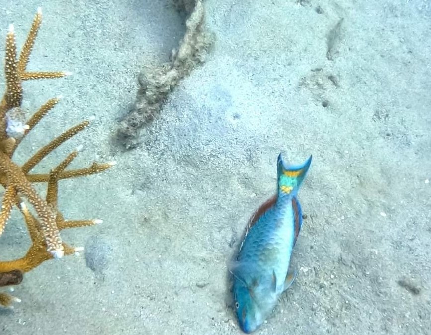 Carmabi Institute investigating many dead parrotfish (gutu) in waters around Curaçao. A likely candidate causing this mortality (and associated weird behavior right before the parrotfishes die) are according to Carmabi cyanobacteria that grow in algae