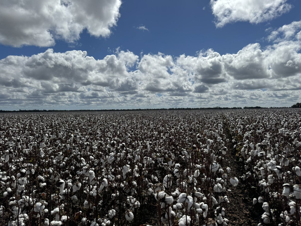 Katherine Munn (@katherinemunn2) on Twitter photo The western downs are ready for picking! Just need the rain to stay away now 🤞🏻 <a href="/NetafimAusNZ/">Netafim Australia and New Zealand</a> #whitegold The western downs are ready for picking! Just need the rain to stay away now 🤞🏻 <a href="/NetafimAusNZ/">Netafim Australia and New Zealand</a> #whitegold