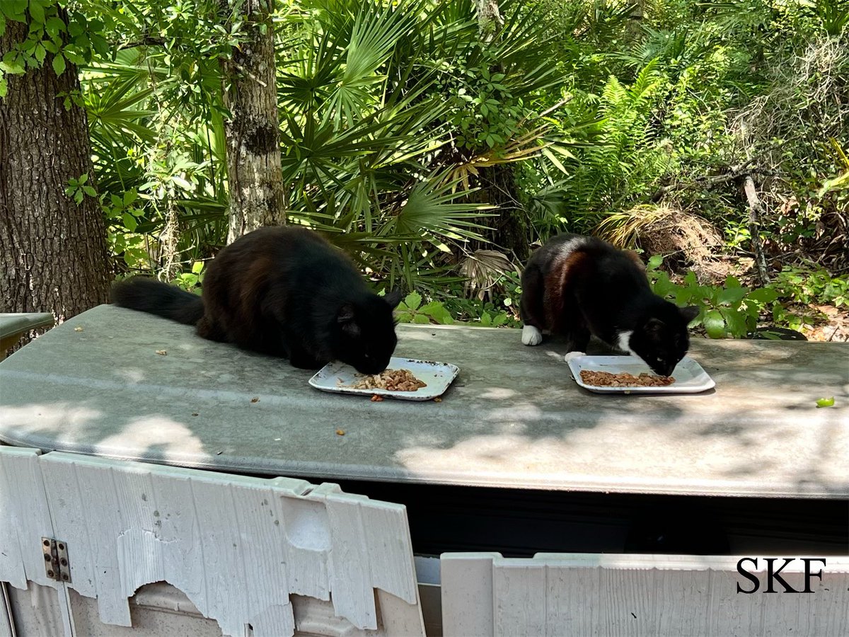 The Big Guy is really happy to see Raspberry and Misty eating next to each other, he has even seen Raspberry rub noses and faces with Little-Socks as well, We are so happy that She’s getting along with Misty and Little-Socks.
😺😺
#CatsOfTwitter 
#CommunityCats 
#ThursdayThoughts