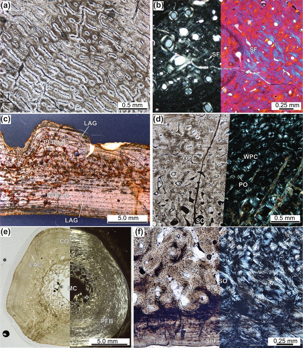 Archosauria, originating amidst Earth's great Permotriassic. From iconic pterosaurs to mighty Crocodylomorpha, their legacy spans eons. Recent focus on pseudosuchians marks a turning tide in paleohistological research. Review by Scheyer: doi.org/10.1002/ar.254…