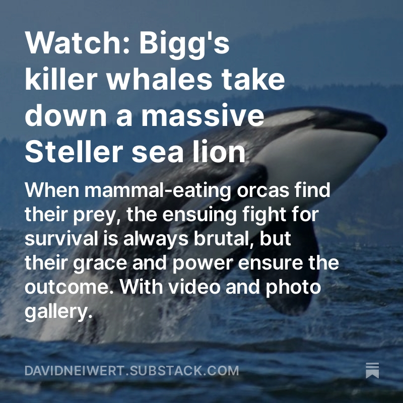 I wrote a little bit about last Sunday's encounter with Bigg's killer whales near Patos Island, with video and photo gallery. At The Spyhop. open.substack.com/pub/davidneiwe…