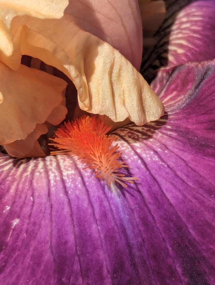 The Wench has arrived! My favorite iris bloomed this morning and I am so stoked. I love the colors so much!