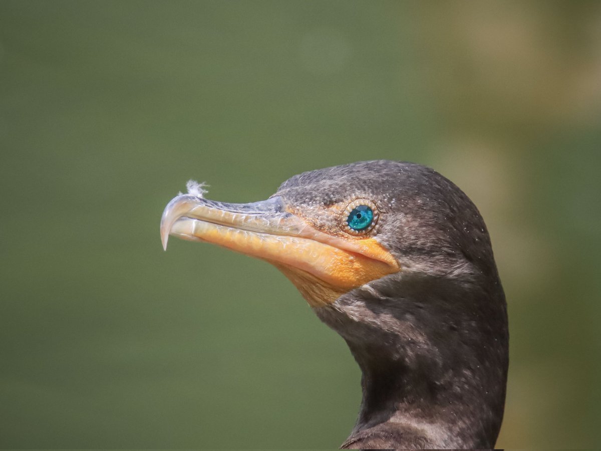 OmarJavierAves's tweet photo. Incrustaciones de piedras preciosas para ver mucho mejor 😜😜😜 y un pico especializado para que no se escape nada aunque sea muy resbaladizo 

Cormorán neotropical
Nannopterum brasilianus
Neotropical Cormorant

#AvesDeColombia #BirdsSeenIn2024 #Birder #Cormoran https://t.co/8MqaJQvPoQ