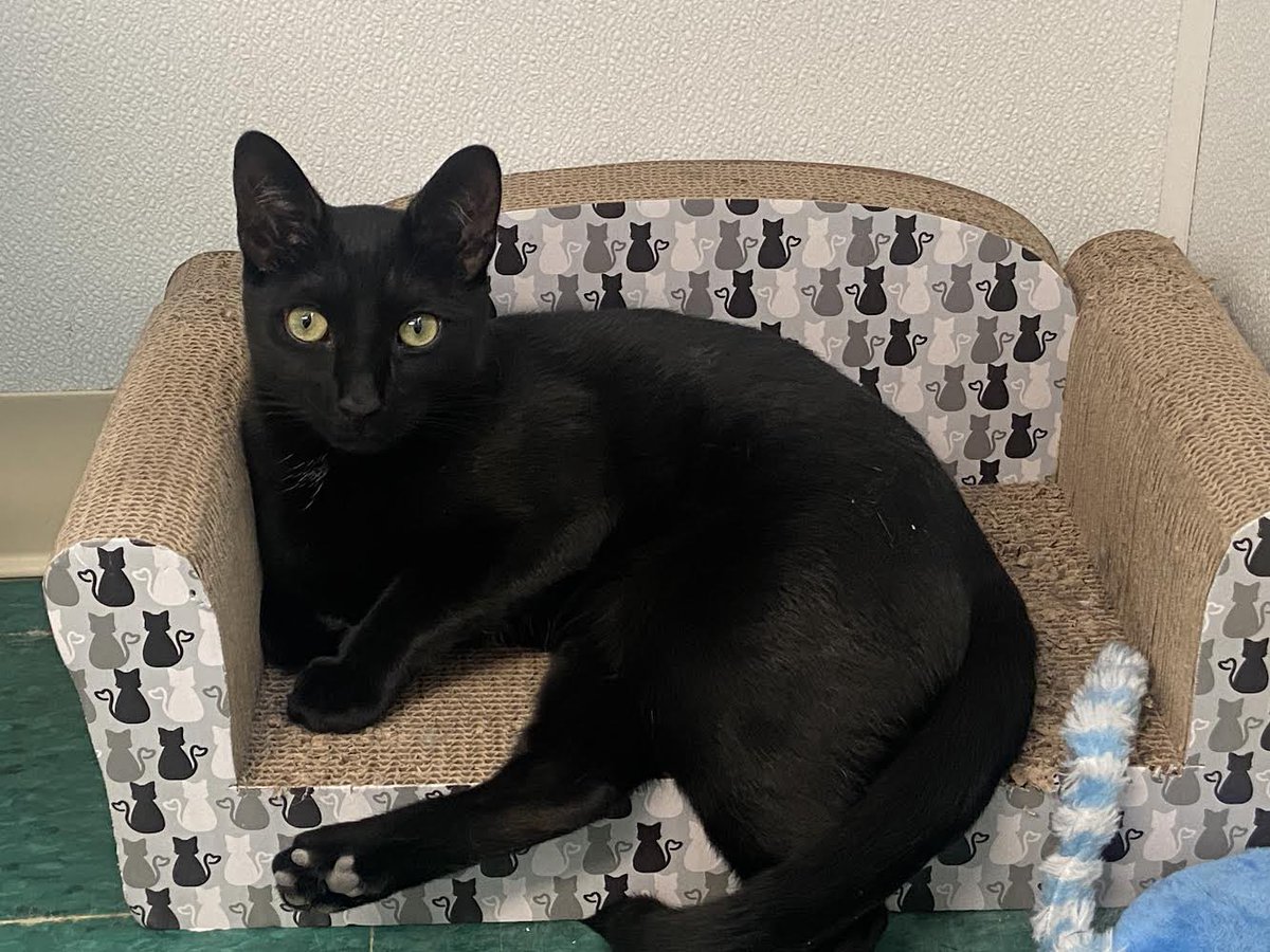 Anyone looking for a house panther who loves to lounge? Sal is looking for a family who will tell him how gorgeous he is every day. #adoptablecat #rescuecat