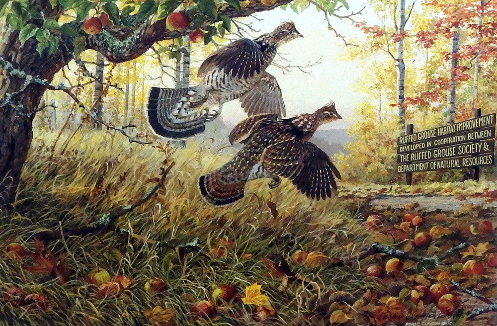 Please humor one of my linguistic peeves: this illustration is to prove that it's ruffed grouse, not ruffled. Grouse do not have ruffles and never have had ruffles. They have ruffs, like Queen Elizabeth I. Although a woman once told me, jokingly, that she had a ruffled spouse.