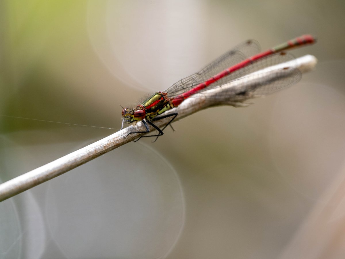 Ringing at Godborough today brought my first damselflies of the year. A Large Red. It takes a very small ring before you ask. 😉😂