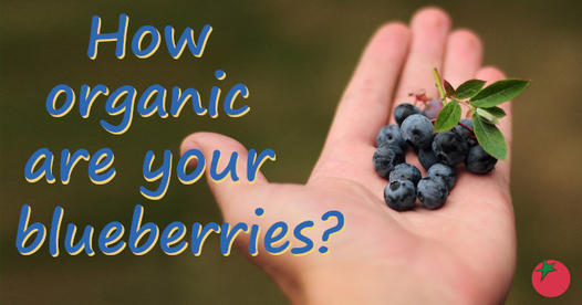 This week's newsletter: orgcns.org/4bcP0aH 🫐 REAL Organic Blueberries? 🥬Eat 30 Plants a Week To Boost Gut Health 👩‍🌾Regen Agriculture -> Food-Secure Future 🕊Remembering Our Dear Ronnie ⚠️Pesticide Levels for Fruit and Vegetables Subscribe👉 orgcns.org/33TkUIi