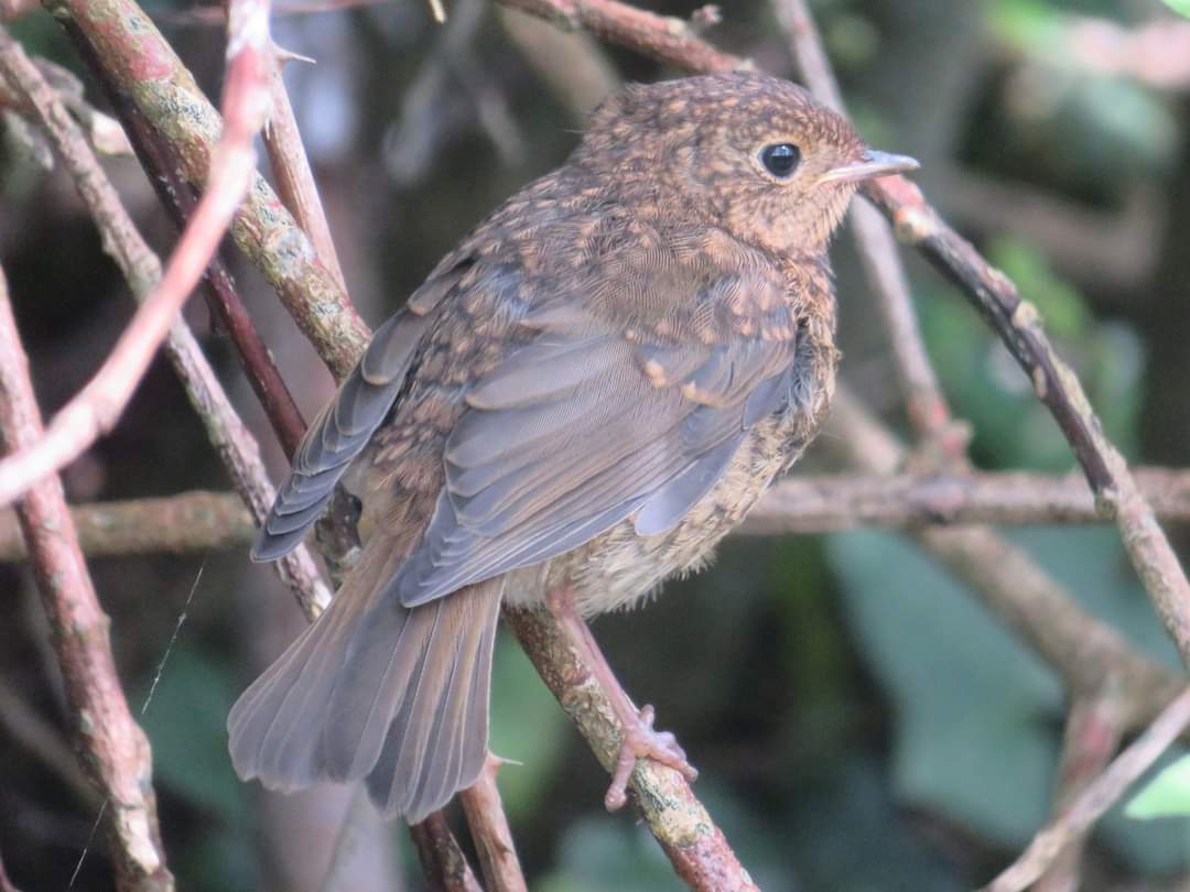 Totnesbabe's tweet photo. Recent bird pics #Jay #crow #blackbird #fledglingrobin https://t.co/OCuMheE0pz