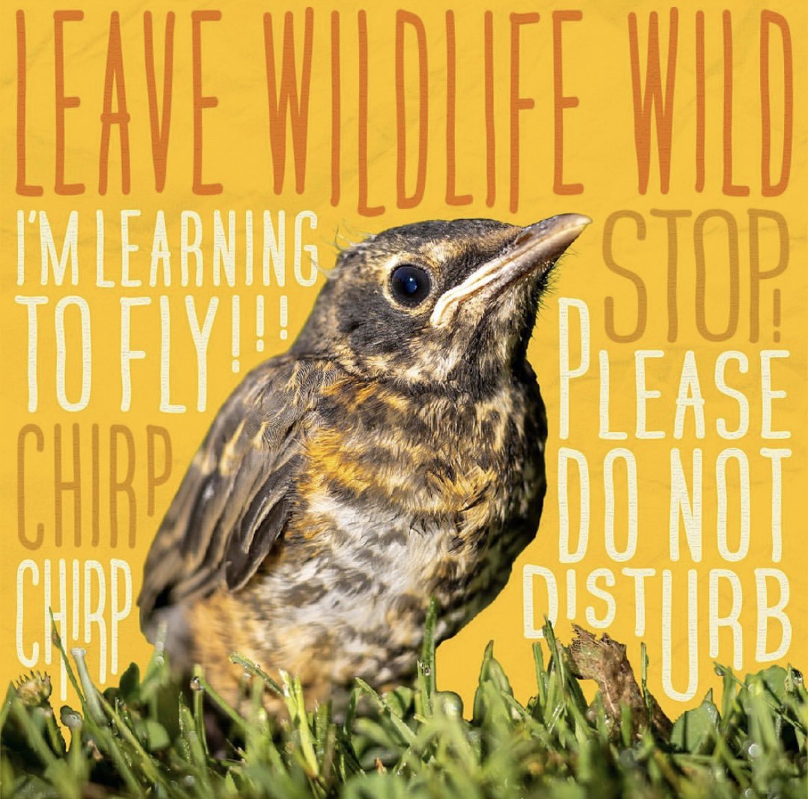 Leave wildlife wild! 💚 

Each spring, Oregon is blessed with an abundance of ducklings, bear cubs, seal pups and fawns, among other wild baby critters. Please remember to follow ODFW biologists advice, and LEAVE THEM ALONE! #ThePeoplesCoast